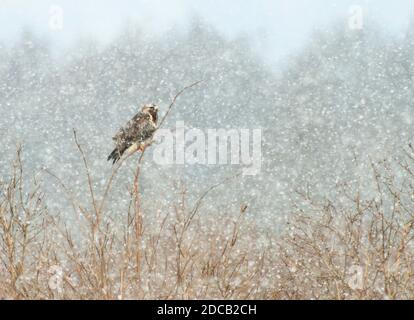 Amerikanischer Bussard (Buteo lagopus), der während eines Schneesturms auf dem Praamweg auf einem Baum sitzt, Niederlande, Flevoland, Stockfoto