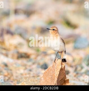 African Wheatear, Seebohm's Wheatear (Oenanthe oenanthe seebohmi, Oenanthe seebohmi), Erwachsener Weibchen auf einem kleinen Felsen, Marokko Stockfoto