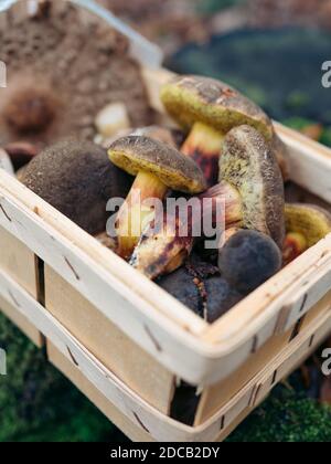 Weidenkorb voll mit wilden Pilzen auf grünem Hintergrund. Ein Pilzsammler mit einem Korb voller Pilze. Schöne Pilze im Hintergrund. Stockfoto