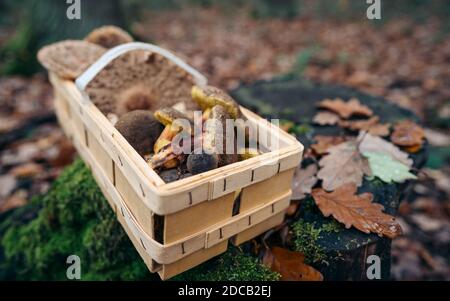 Weidenkorb voll mit wilden Pilzen auf grünem Hintergrund. Ein Pilzsammler mit einem Korb voller Pilze. Schöne Pilze im Hintergrund. Stockfoto