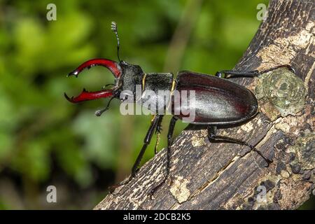 Hirschkäfer, Europäische Hirschkäfer (Lucanus cervus), männlich, Deutschland, Baden-Württemberg Stockfoto