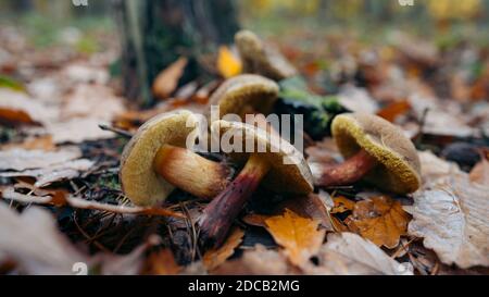 Lorbeer (Boletus badius, Xerocomus badius). Xerocomus badius Pilz wächst im Wald. Natürliche Waldpilze. Konzept der recreatio Stockfoto