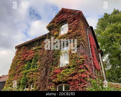 Bostoner Efeu, japanischer Kriechkäfer (Parthenocissus tricuspidata), wächst an den Gesichtern eines alten Bonderhauses, Deutschland Stockfoto