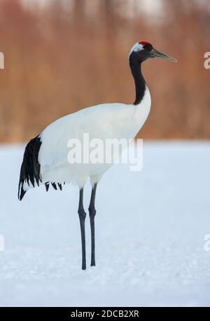 Mandschurenkran, Rotkronenkran (Grus japonensis), im Schnee stehend, Japan, Hokkaido Stockfoto