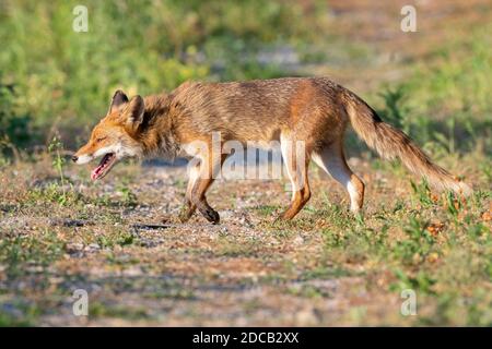 Rotfuchs (Vulpes vulpes), Seitenansicht eines erwachsenen Mannes, der auf einem Pfad geht, Italien, Kampanien Stockfoto