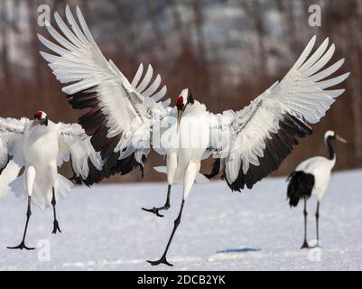 Mandschurenkran, Rotkronenkran (Grus japonensis), zwei Kraniche landen und ein Kran steht im Hintergrund, Japan, Hokkaido Stockfoto