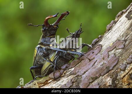 Hirschkäfer, Europäischer Hirschkäfer (Lucanus cervius), Paarung, Deutschland, Baden-Württemberg Stockfoto