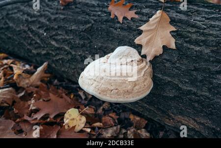 Detail von Piptoporus betulinus - Holzschnäffeln, essbar, Pilze, der Pilz entwickelt sich auf dem Holz durch Krankheit beschädigt.um die Form zu bestimmen Stockfoto