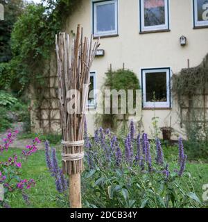 Hausgemachte Wildbienennisthilfe aus stacheligen Stängeln, Deutschland Stockfoto