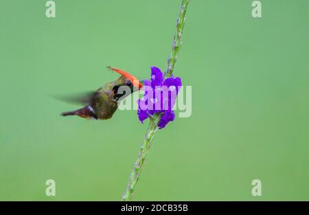 Rotkastanie (Lophornis delattrei), schwebend an tropischen Blumen, Seitenansicht, Peru, Madre De Dios, Manu Nationalpark Stockfoto