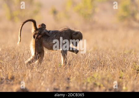 Chacma Pavian, Anubius Pavian, Olive Pavian (Papio ursinus, Papio cynocephalus ursinus), adulte Weibchen mit einem Jungen auf dem Rücken, Südafrika, Stockfoto