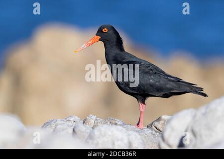 Afrikanischer schwarzer Austernfischer (Haematopus moquini), auf einem Felsen stehender Erwachsener, Südafrika, Westkap Stockfoto