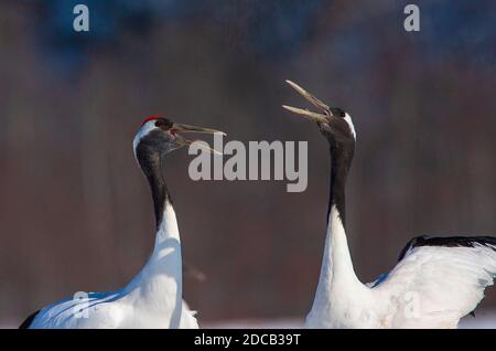 Mandschurenkran, Rotkronenkran (Grus japonensis), zeigt Paar im Winter, Japan, Hokkaido Stockfoto