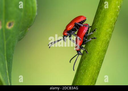 Rotlilienkäfer, Rotlilienkäfer, Lilienkäfer, Lilienkäfer (Lilioceris lilii), Paarung, Deutschland, Baden-Württemberg Stockfoto