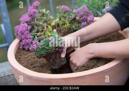 Herstellung eines Mini-Sandariums für Wildbienen, Schale mit Mix aus Sand, Ton und Erde gepflanzt, Serienbild 14/18, Deutschland Stockfoto