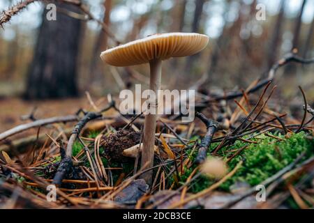 Nahaufnahme des Grisette-Pilzes (Amanita vaginata) Pilz im Wald Stockfoto