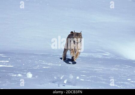 KANADISCHER LUCHS LUCHS CANADENSIS, ERWACHSENER LÄUFT AUF SCHNEE, KANADA Stockfoto