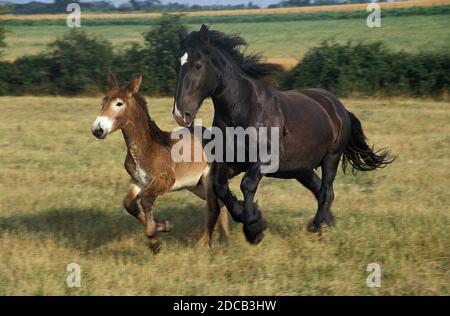 MULASSIERE DU POITOU UND MAULTIER, STUTE MIT FOHLEN Stockfoto