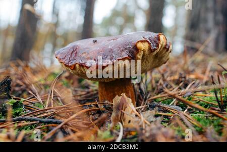 Steinpilz Steinpilz wächst in einem Moos und Gras in der Nähe im Wald. Waldhintergrund. Pilz an sonnigen Tagen. Essbare Pilze im Wald Stockfoto