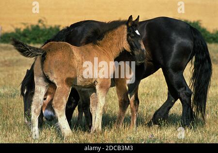 MULASSIERE DU POITOU UND MAULTIER, STUTE MIT FOHLEN Stockfoto