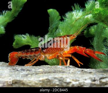 LOUISIANA-FLUSSKREBS Procambarus Clarkii, Erwachsene Stockfoto