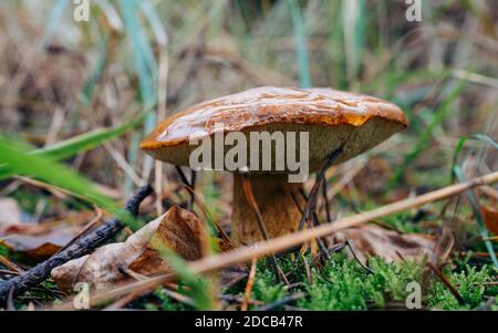 Pilz auf Moos an sonnigen Tagen, wächst im Herbstwald. Herbsterntezeit. Pilzpflückkonzept. Platz kopieren Stockfoto