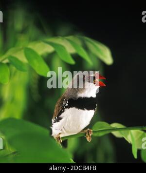 DIAMOND FIRETAIL Stagonopleura Guttata, Erwachsene singen Stockfoto