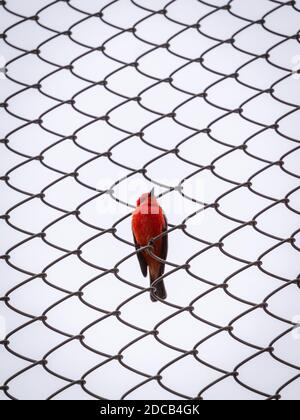 Der Vermilion Flycatcher (Pyrocephalus obscurus), ein kleiner Singvogel, der auf einem Gitter posiert Stockfoto