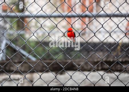 Der Vermilion Flycatcher (Pyrocephalus obscurus), ein kleiner Singvogel, der auf einem Gitter posiert Stockfoto