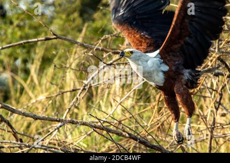 African Fish Eagle Abheben von einem Baum. Stockfoto