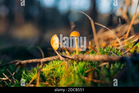 Herbstpilz. Pilz im Herbstwald. Kommissionierkonzept Platz kopieren Stockfoto