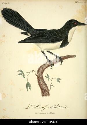 Hausse col noir aus dem Buch Histoire naturelle des oiseaux d'Afrique [Naturgeschichte der Vögel Afrikas] Band 3, von Le Vaillant, François, 1753-1824; Publizieren in Paris von Chez J.J. Fuchs, Bibliothekar 1799 - 1802 Stockfoto