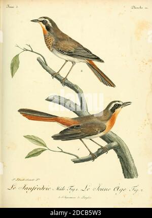 Janfrédéric [janfrederic] aus dem Buch Histoire naturelle des oiseaux d'Afrique [Naturgeschichte der Vögel Afrikas] Band 3, von Le Vaillant, François, 1753-1824; Publizieren in Paris von Chez J.J. Fuchs, Bibliothekar 1799 - 1802 Stockfoto