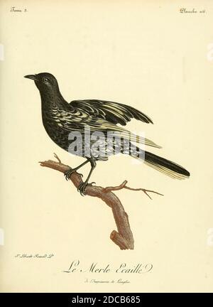 MERLE ÉCAILLÉ [Blackbird] aus dem Buch Histoire naturelle des oiseaux d'Afrique [Naturgeschichte der Vögel Afrikas] Band 3, von Le Vaillant, François, 1753-1824; Publizieren in Paris von Chez J.J. Fuchs, Bibliothekar 1799 - 1802 Stockfoto