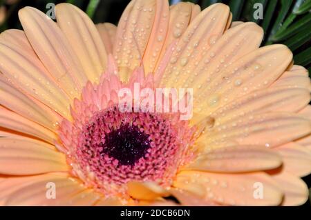 Nasse Rosa Gerber Gänseblümchen. Stockfoto