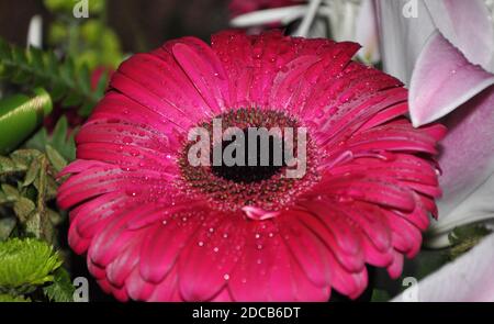 Nasse Rosa Gerber Gänseblümchen. Rosa gerber Gänseblümchen Makro mit Wassertröpfchen auf den Blütenblättern. Extrem geringe Schärfentiefe. Stockfoto