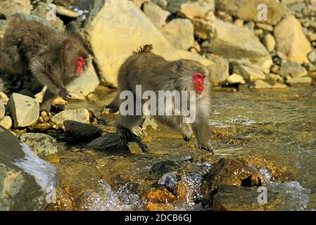 JAPANISCHEN MAKAKEN Macaca Fuscata, Erwachsene Kreuzung Fluß, HOKKAIDO Insel IN JAPAN Stockfoto