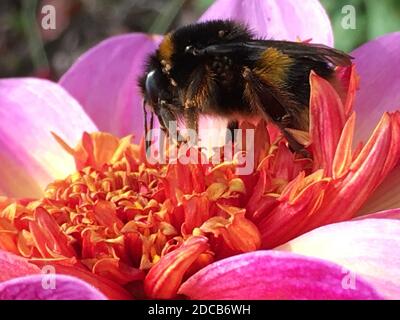 Bumble Bee sammelt Pollen von einer Dahlia Blume, die ein gelbes Zentrum hat, umgeben von Blütenblättern mit leuchtend rosa Kanten. Herbst 2020. Stockfoto