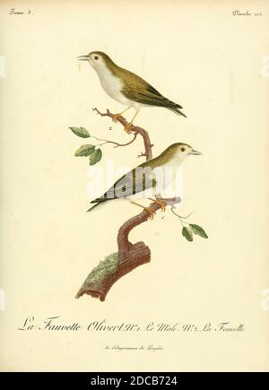 Fauvette Olivert [Olive Warbler] (nicht identifiziert) aus dem Buch Histoire naturelle des oiseaux d'Afrique [Naturgeschichte der Vögel Afrikas] Band 3, von Le Vaillant, François, 1753-1824; Publizieren in Paris von Chez J.J. Fuchs, Bibliothekar 1799 - 1802 Stockfoto