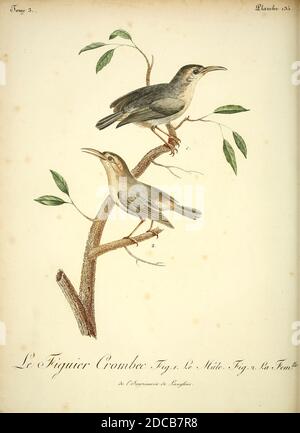 figuier Crombec [Figbird] aus dem Buch Histoire naturelle des oiseaux d'Afrique [Naturgeschichte der Vögel Afrikas] Band 3, von Le Vaillant, François, 1753-1824; Publizieren in Paris von Chez J.J. Fuchs, Bibliothekar 1799 - 1802 Stockfoto