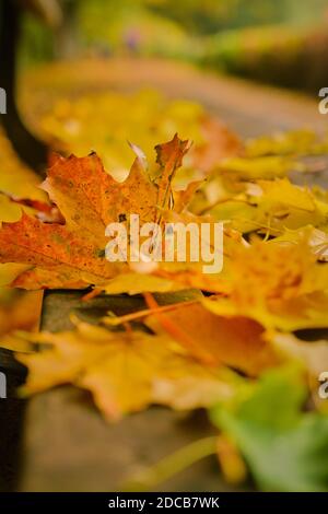 Walsall Arboretum im Herbst Stockfoto