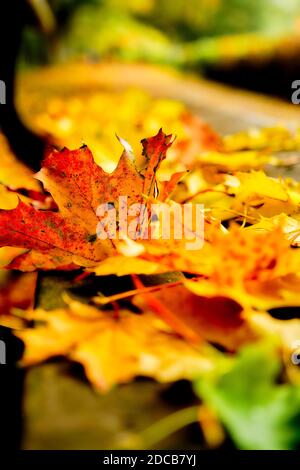 Walsall Arboretum im Herbst Stockfoto