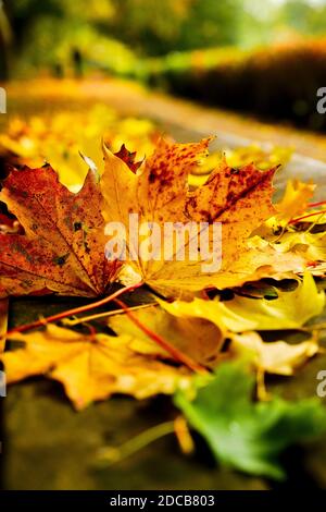 Walsall Arboretum im Herbst Stockfoto