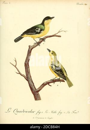 QUADRICOLOR aus dem Buch Histoire naturelle des oiseaux d'Afrique [Naturgeschichte der Vögel Afrikas] Band 3, von Le Vaillant, François, 1753-1824; Publizieren in Paris von Chez J.J. Fuchs, Bibliothekar 1799 - 1802 Stockfoto