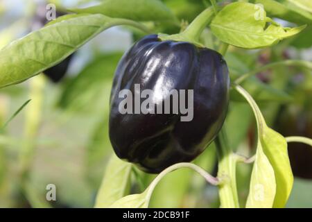 Eine einzelne schwarze oder lila Paprika wächst auf seiner Anlage Stockfoto