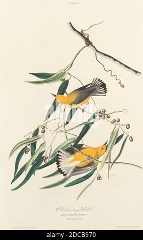 William Home Lizars, (Künstler), Scottish, 1788 - 1859, John James Audubon, (Künstler nach), American, 1785 - 1851, Protonotary Warbler, The Birds of America: Plate III, (Serie), 1827, handkolorierte Radierung auf Whatman-Papier Stockfoto