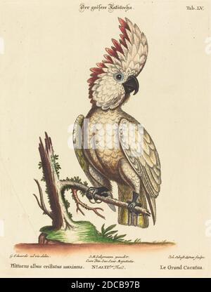 Johann Sebastian Leitner, (Künstler), deutsch, 1715 - 1795, George Edwards, (Künstler danach), englisch, 1694 - 1773, Psittacus albus cristatus maximus, A Natural History of Uncommon Birds and Animals(1749-76), 55, (Serie), handkolorierte Radierung auf gedeckten Papier, Platte: 26.3 x 19.9 cm (10 3/8 x 7 13/16 Zoll Stockfoto