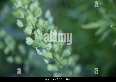 Wildpflanze mit grünen kleinen herzförmigen Blättern auf einem Ein Stockfoto