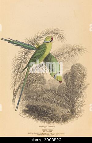 William Home Lizars, (Künstler), Scottish, 1788 - 1859, William Swainson, (Künstler nach), British, 1789 - 1855, Red Ringed Parrakeet, handkolorierte Lithographie Stockfoto