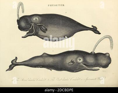 Physetter ist eine Gattung von Zahnwalen. In dieser Gattung gibt es nur eine lebende Art: Den Pottwal (Physetter macrocephalus). [Hier als Cachalot-Wale] zwei fossile Arten sind derzeit bekannt, die in der gleichen Gattung platziert sind. Kupferstich aus der Encyclopedia Londinensis oder, Universal Wörterbuch der Künste, Wissenschaften und Literatur; Band XX; herausgegeben von Wilkes, John. Veröffentlicht 1825 in London Stockfoto